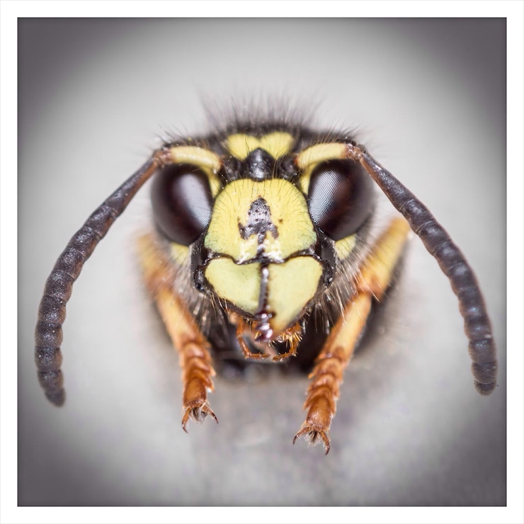 Foto ritratto ravvicinato di un'ape mellifera