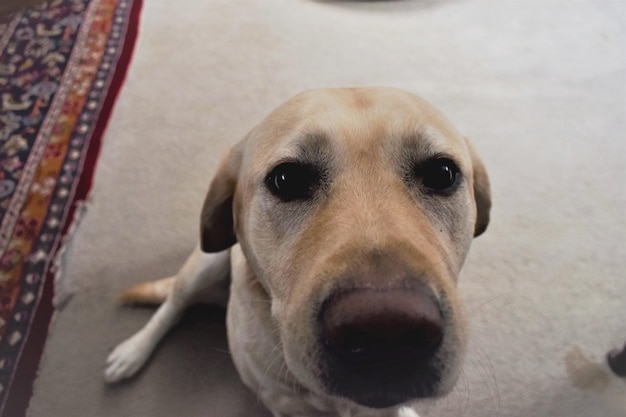 Ritratto ravvicinato di un cane a casa