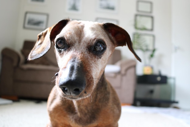 Ritratto ravvicinato di un cane a casa