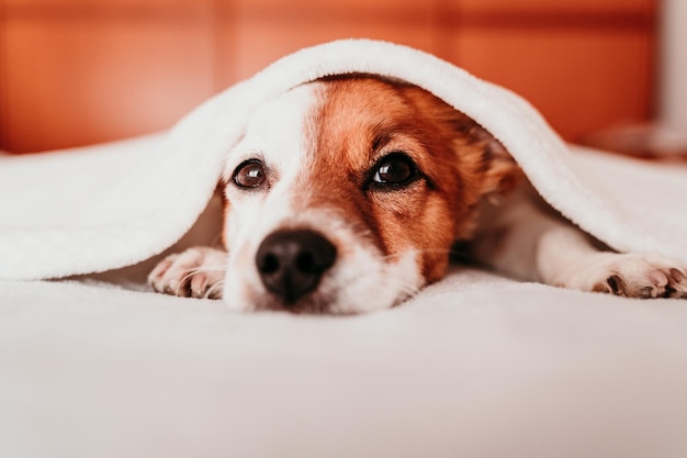 Ritratto ravvicinato di un cane che riposa sul letto a casa