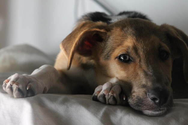 Ritratto ravvicinato di un cane che si rilassa a casa
