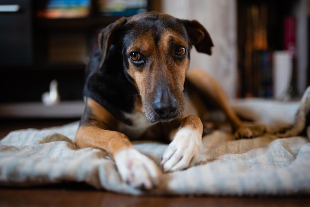 Ritratto ravvicinato di un cane che si rilassa a casa