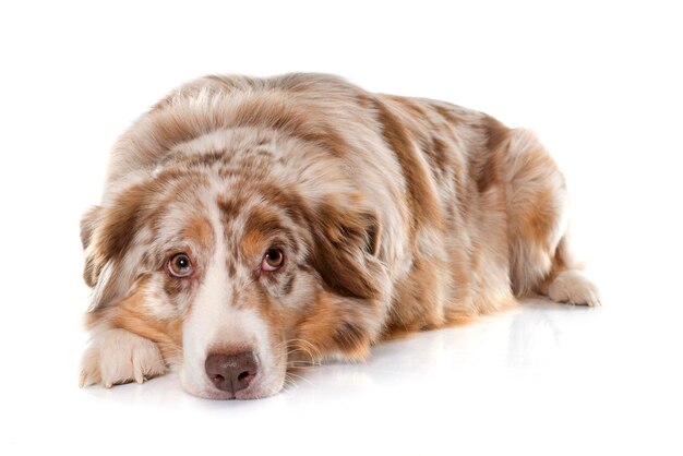 Ritratto ravvicinato di un cane che si rilassa su uno sfondo bianco