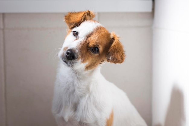 Ritratto ravvicinato di un cane contro la parete