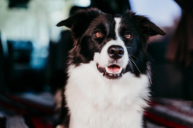 Ritratto ravvicinato di un cane di notte