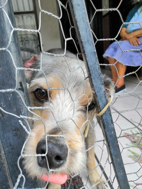 Ritratto ravvicinato di un cane in gabbia