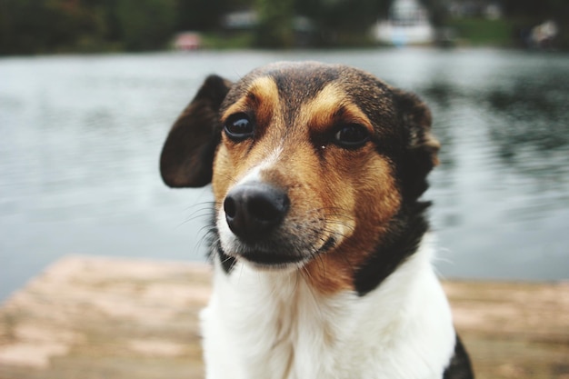 Ritratto ravvicinato di un cane nel lago