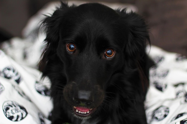 Ritratto ravvicinato di un cane nero a casa