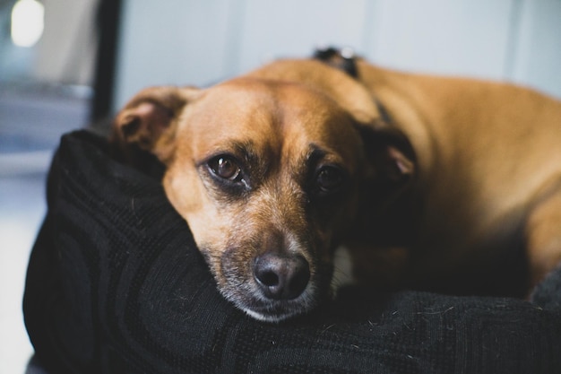 Ritratto ravvicinato di un cane sdraiato a casa
