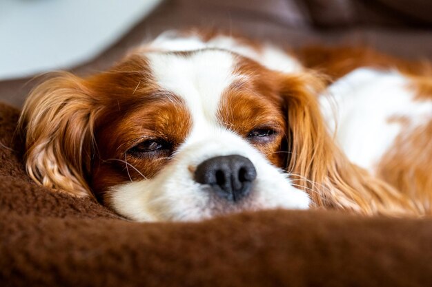 Ritratto ravvicinato di un cane sdraiato sul letto