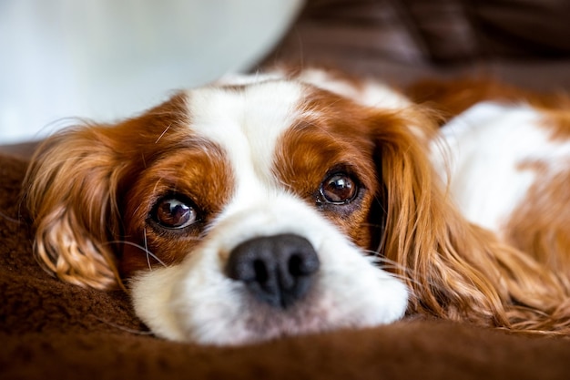 Ritratto ravvicinato di un cane sdraiato sul letto