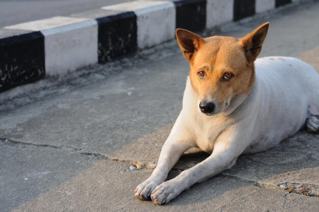 Ritratto ravvicinato di un cane seduto in strada