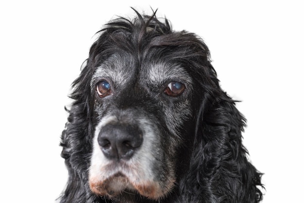 Ritratto ravvicinato di un cane su sfondo bianco
