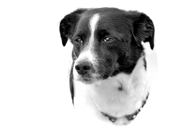 Ritratto ravvicinato di un cane su sfondo bianco