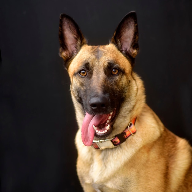 Ritratto ravvicinato di un cane su sfondo nero