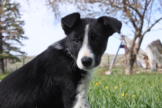 Ritratto ravvicinato di un cane sul campo contro il cielo