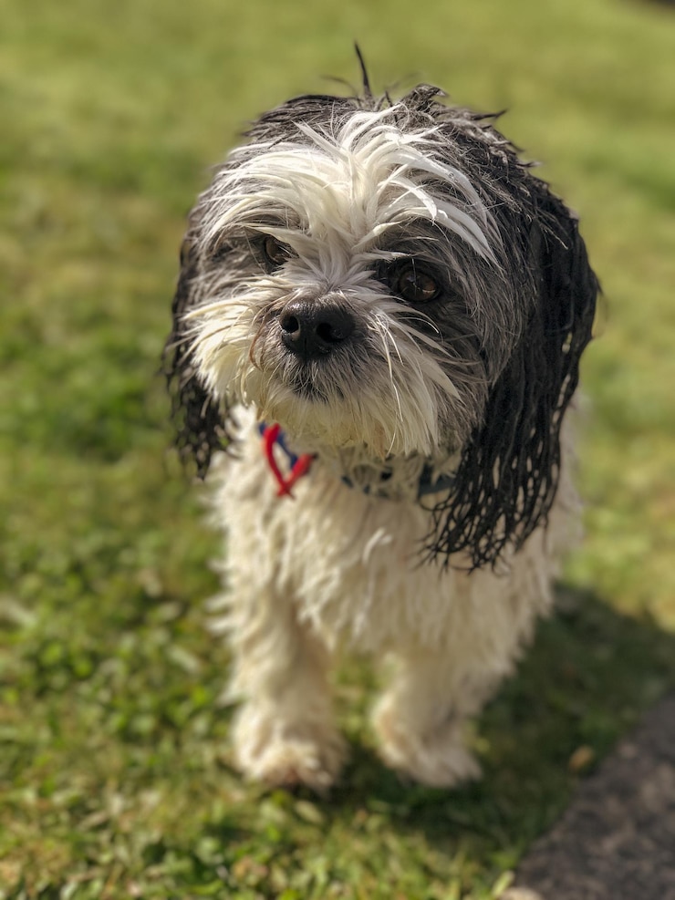 Foto ritratto ravvicinato di un cane sul campo