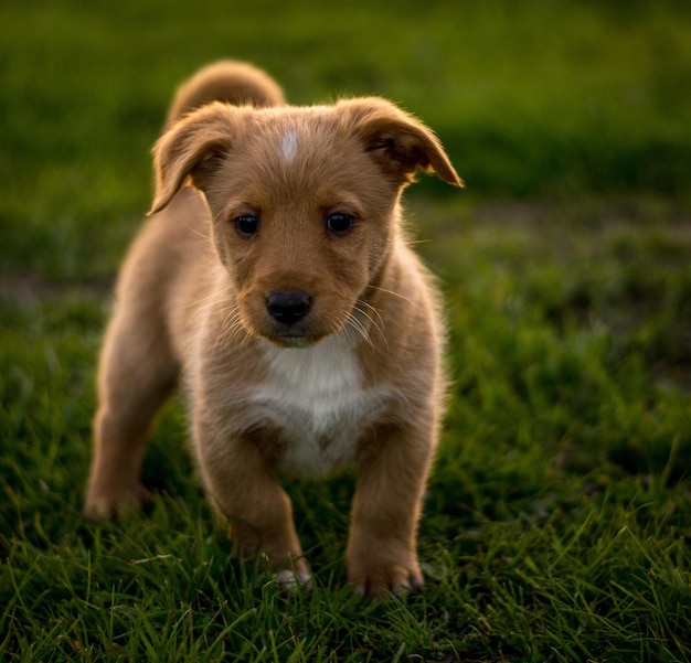 Ritratto ravvicinato di un cane sul campo