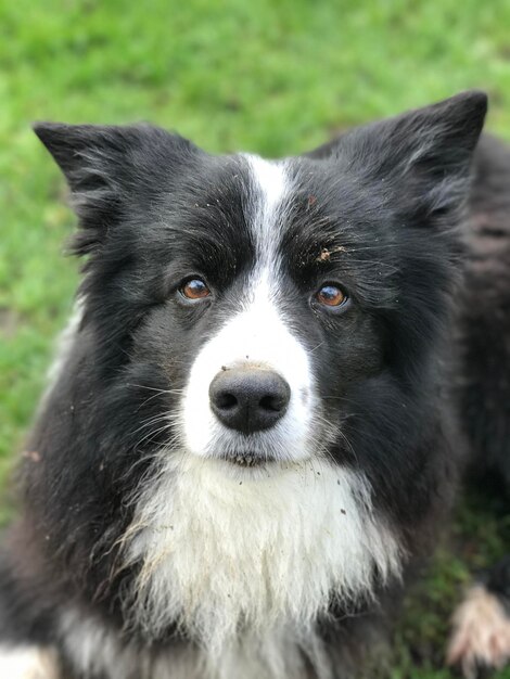 Ritratto ravvicinato di un cane sul campo