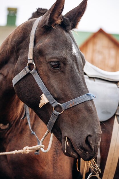 Ritratto ravvicinato di un cavallo marrone in imbracatura