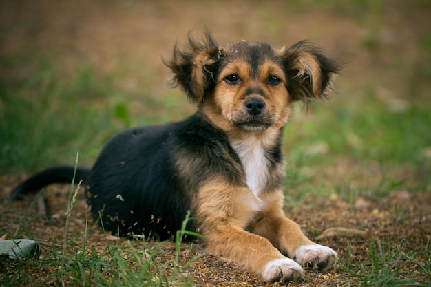 Ritratto ravvicinato di un cucciolo che si rilassa sul campo