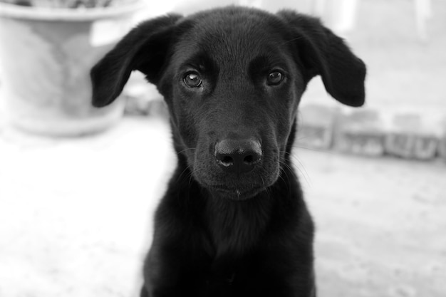 Ritratto ravvicinato di un cucciolo di labrador nero