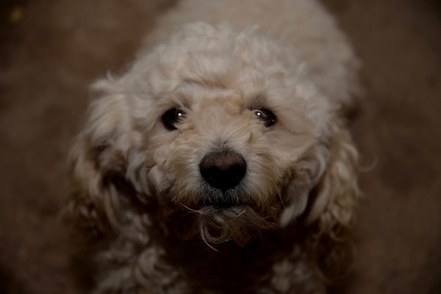 Ritratto ravvicinato di un cucciolo