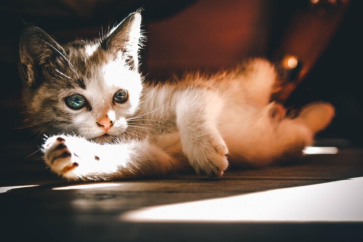 Foto ritratto ravvicinato di un gattino che si rilassa a casa