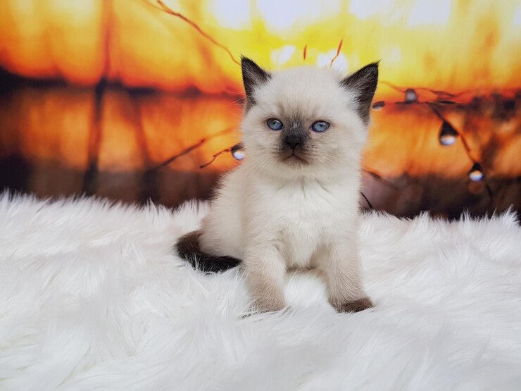 Foto ritratto ravvicinato di un gattino seduto