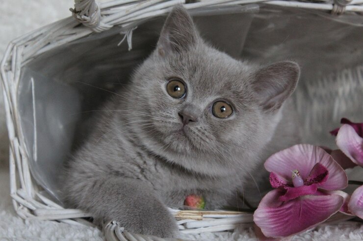 Foto ritratto ravvicinato di un gattino su un fiore