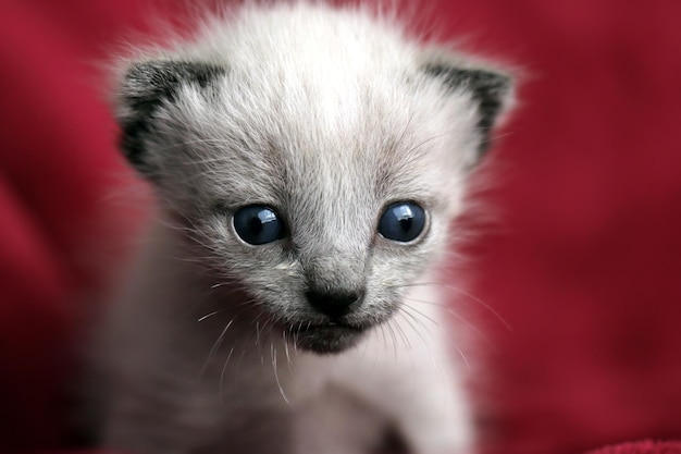 Ritratto ravvicinato di un gattino