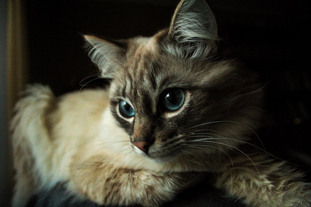 Ritratto ravvicinato di un gatto a casa