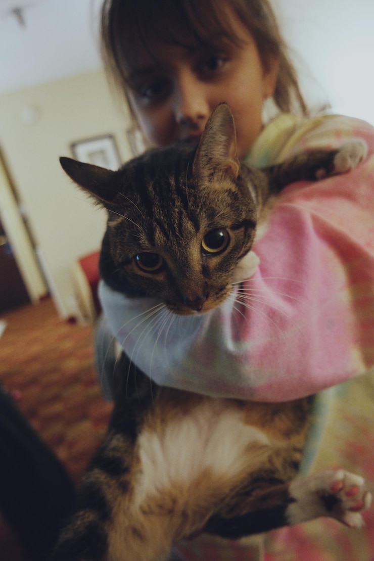 Foto ritratto ravvicinato di un gatto a casa