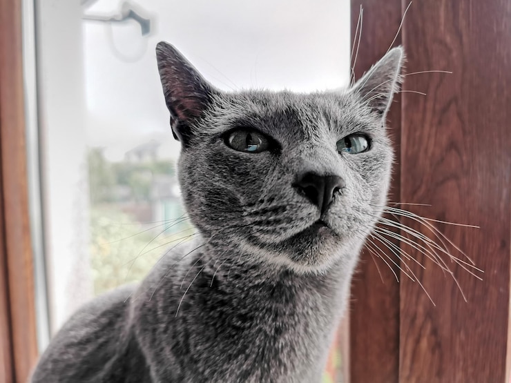 Foto ritratto ravvicinato di un gatto blu russo leeloo