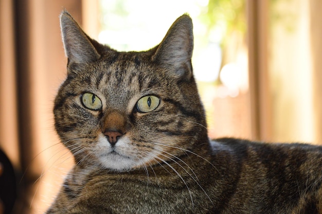 Ritratto ravvicinato di un gatto che si rilassa a casa