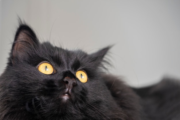 Ritratto ravvicinato di un gatto nero con gli occhi gialli che guarda in alto su uno sfondo chiaro.