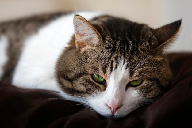 Ritratto ravvicinato di un gatto rilassato