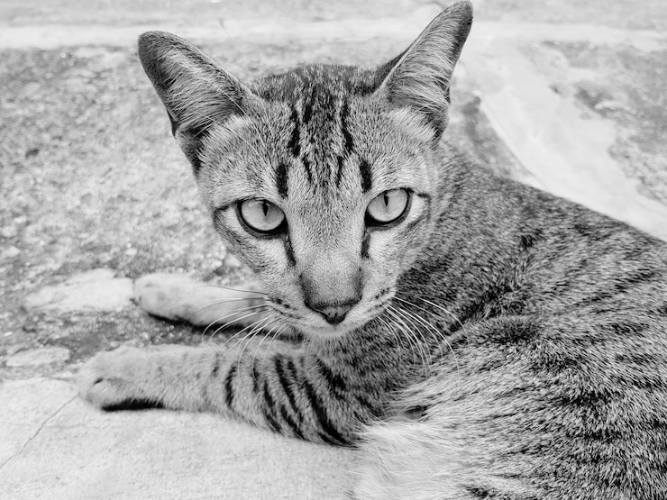 Foto ritratto ravvicinato di un gatto sdraiato