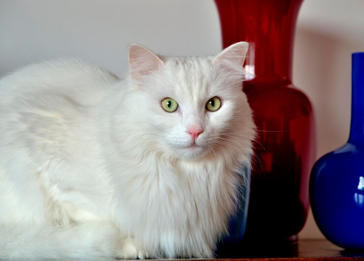 Foto ritratto ravvicinato di un gatto seduto a casa