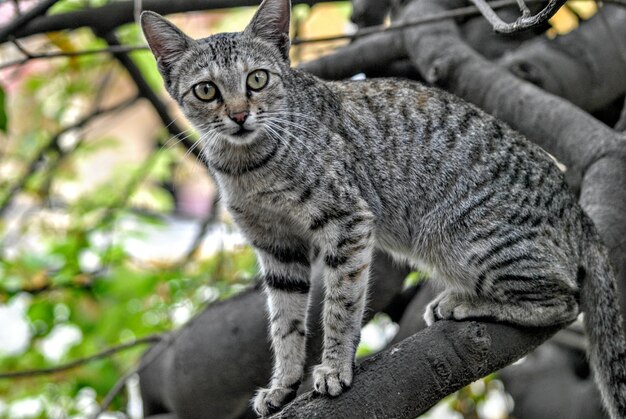 Ritratto ravvicinato di un gatto seduto all'aperto