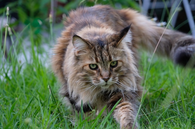 Ritratto ravvicinato di un gatto seduto sull'erba