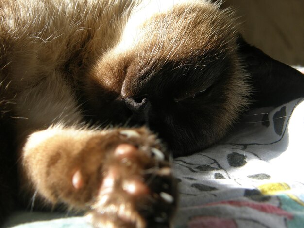 Ritratto ravvicinato di un gatto siamese che dorme al sole. Regione di Leningrado, Russia.