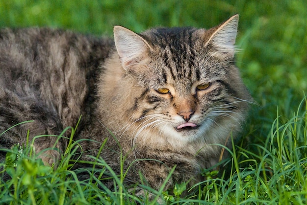 Ritratto ravvicinato di un gatto su un campo erboso