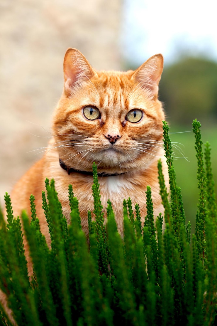 Foto ritratto ravvicinato di un gatto sull'erba