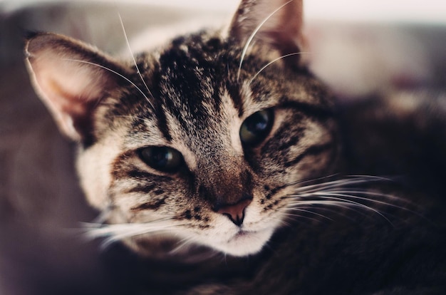 Ritratto ravvicinato di un gatto