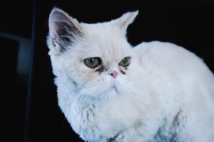 Foto ritratto ravvicinato di un gatto