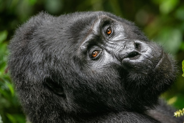 Ritratto ravvicinato di un gorilla nella foresta