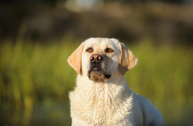 Ritratto ravvicinato di un labrador