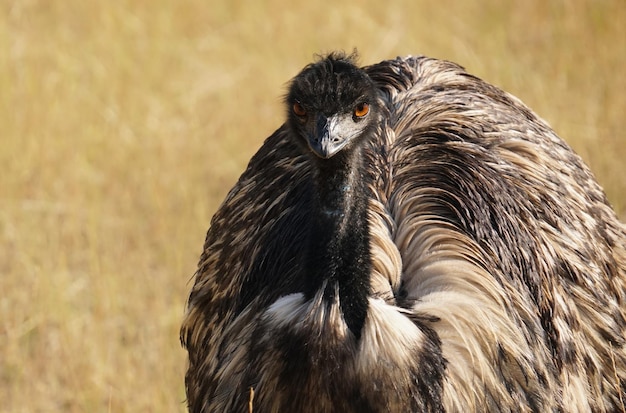 Ritratto ravvicinato di un uccello appollaiato sulla terra
