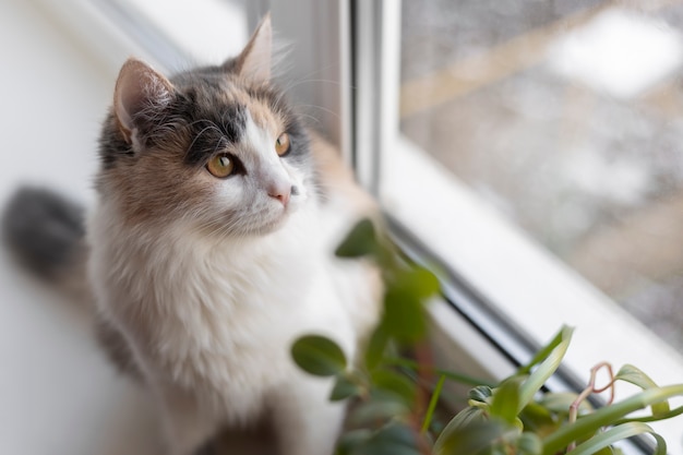 Ritratto ravvicinato su bellissimo gatto